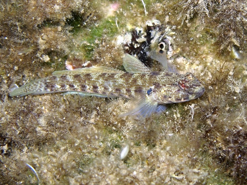 Primi sentori di Gobius bucchichi e Gobius incognitus ante 2016